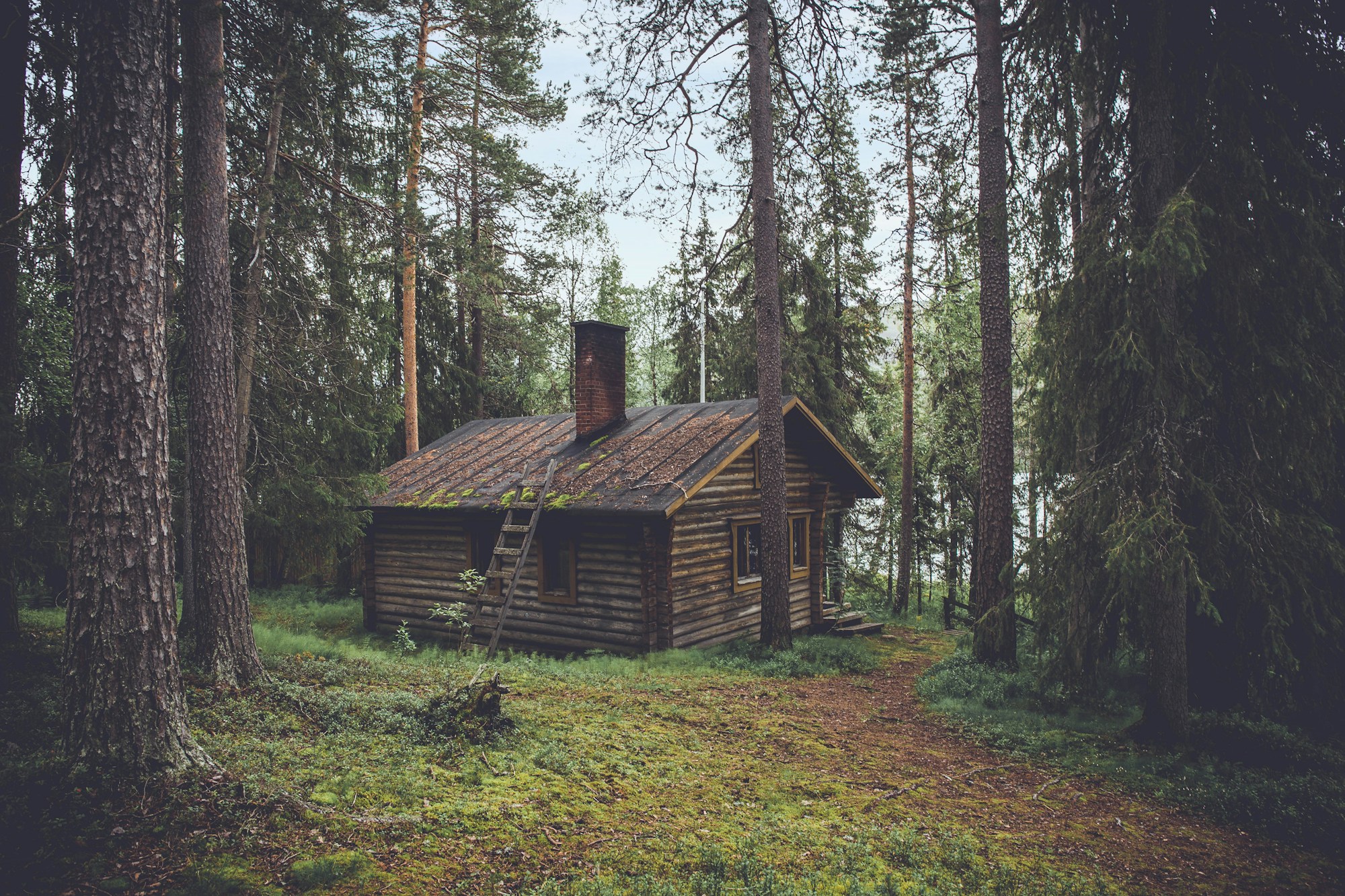 Illustrative nature retreat surrounded by trees